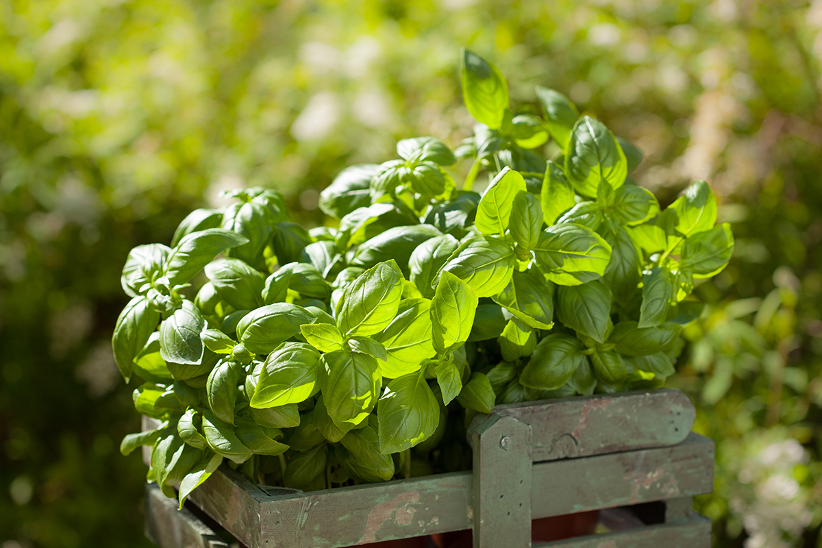 Top Tips to Plant, Grow and Care for a Container Garden - Susan Brewer ...