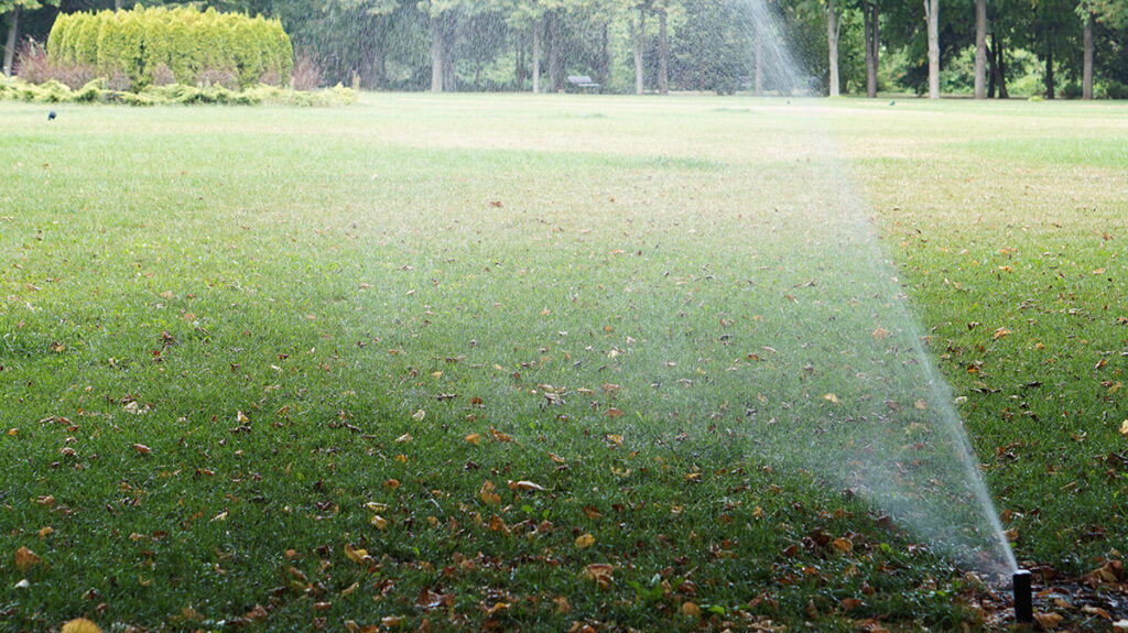 Are You Growing the Right Type of Grass? - Susan Brewer Service First ...